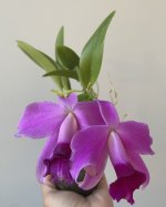 IMG_0100.jpeg