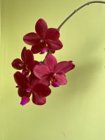 IMG_8358.jpeg