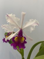 IMG_4326.jpeg