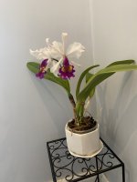 IMG_4339.jpeg