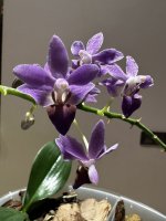 IMG_2413.jpeg