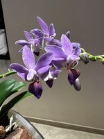 IMG_2412.jpeg