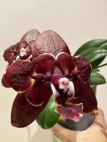 IMG_2410.jpeg