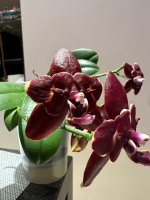 IMG_2411.jpeg