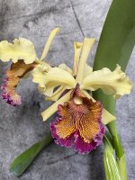IMG_4320.jpeg