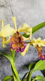 IMG_4327.jpeg