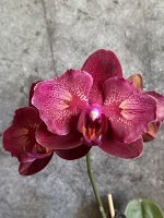 IMG_4504.jpeg