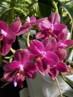 IMG_4228.jpeg