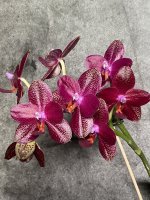 IMG_4116.jpeg