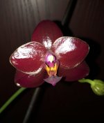 IMG_1251.jpeg