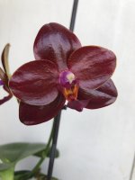 IMG_1307.jpeg