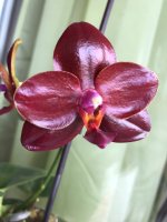 IMG_1306.jpeg