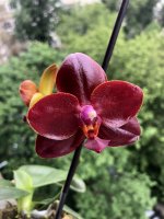 IMG_1451.jpeg