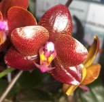 IMG_1692.jpeg