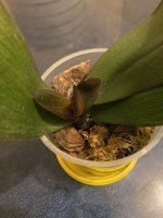 IMG_6805.jpeg