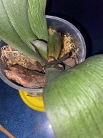 IMG_6810.jpeg