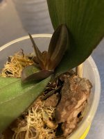 IMG_6806.jpeg