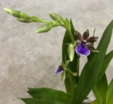 IMG_0438.jpeg