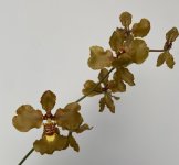 IMG_0555.jpeg