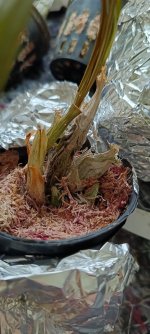 IMG20231123114228.jpg
