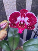 IMG_1144.jpeg