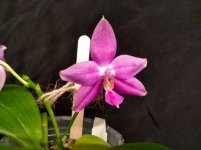 IMG_20240722_201142.jpg