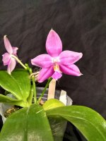 IMG_20240722_201121.jpg