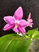 IMG_20240722_201251.jpg