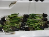 DSC07878.JPG