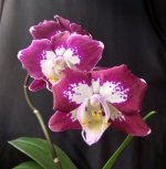 IMG_20250408_160615.jpg