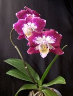 IMG_20250408_160639.jpg