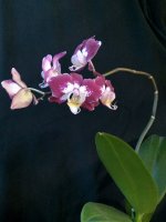 IMG_20250408_073027.jpg