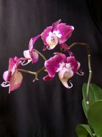 IMG_20250408_153326.jpg