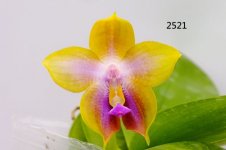 image-phal-Freya-2521.jpg
