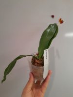 Phal. venosa red.jpg