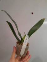 P.corningiana.jpg