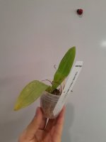CTL Macuningiana.jpg