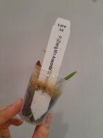 Zheng Min Anaconda CL x corningiana.jpg