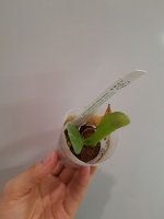 Zheng Min Anaconda CL x corningiana ..jpg