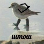shotsh.jpg
