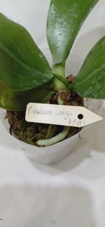 Violacea indigo 1.jpg