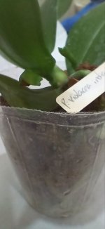 Violacea indigo 3.jpg