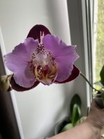 IMG_1332.jpeg