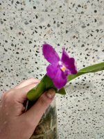 IMG_20250626_180058.jpg