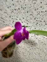 IMG_20250626_180106.jpg