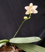 IMG_20250727_052921.jpg