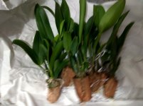 IMG_20250828_190153.jpg