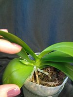IMG_20260420_170516.jpg
