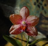 DSC_0861.JPG