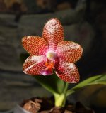 DSC_0864.JPG